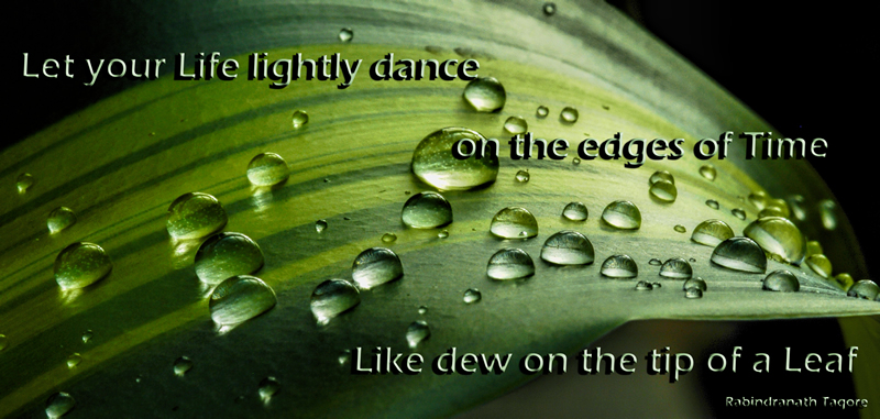 Tip of the Leaf by Patrick Stone